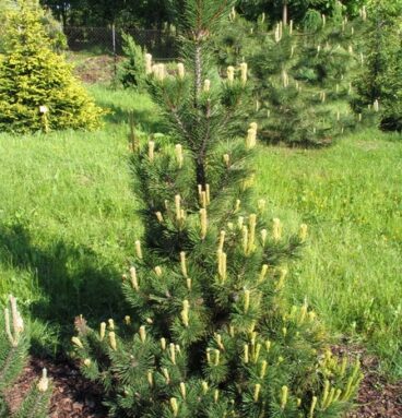 Сосна гірська 'Pal Maleter' Pinus mugo 'Pal Maleter'