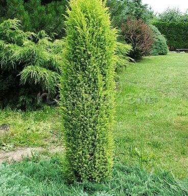 Ялівець звичайний 'Suecica Aurea' Juniperus communis 'Suecica Aurea'