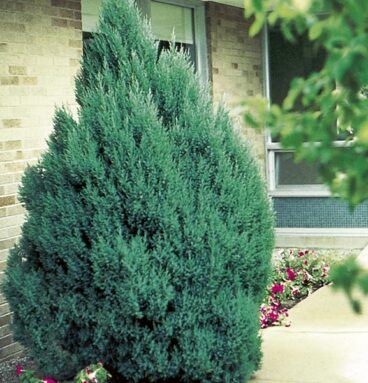 Ялівець китайський 'Stricta' Juniperus chinensis 'Stricta'