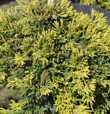 Ялівець горизонтальний 'Golden Carpet' Juniperus horizontalis 'Golden Carpet'