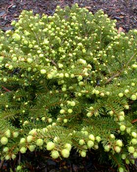 Ялина звичайна 'Little Gem' Picea abies 'Little Gem'