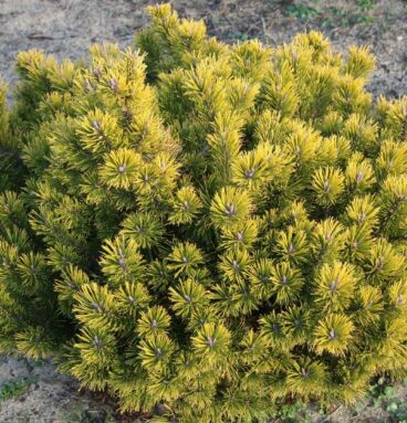 Сосна гірська 'Little Goldstar' Pinus mugo 'Little Goldstar'