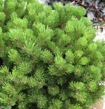 Сосна гірська 'Lilliput' Pinus mugo 'Lilliput'