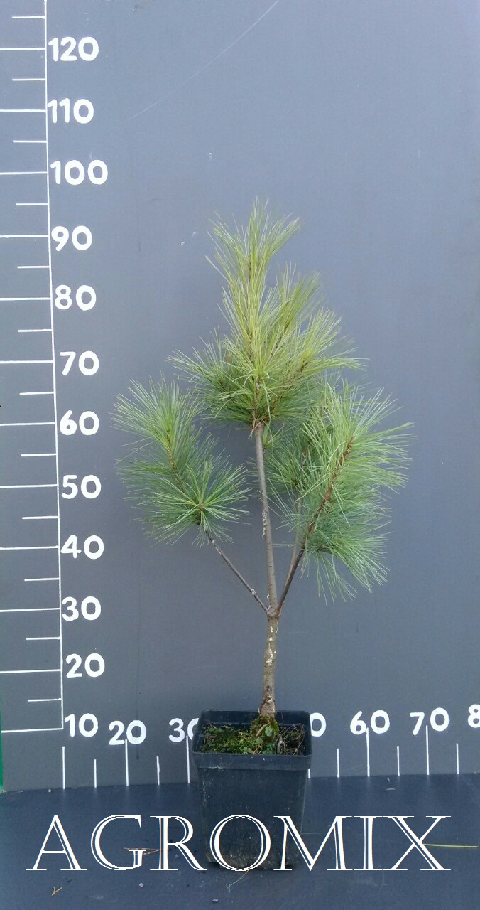 Сосна веймутова 'Fastigiata' Pinus strobus 'Fastigiata'