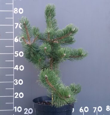 Сосна чорна 'Oregon Green’ Pinus nigra 'Oregon Green’