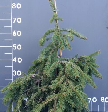 Ялина звичайна 'Formanek' Picea abies 'Formanek'
