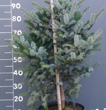 Ялина двох колірна Picea bicolor/ alcoquiana