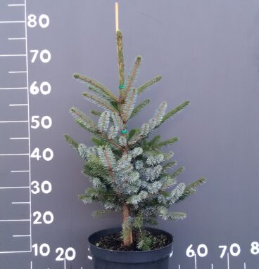 Ялина двох колірна Picea bicolor/ alcoquiana