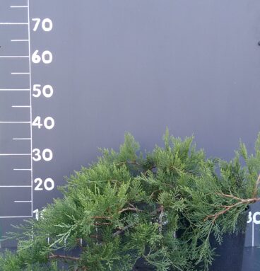 Ялівець козацький 'Rockery gem' Juniperus sabina 'Rockery gem'