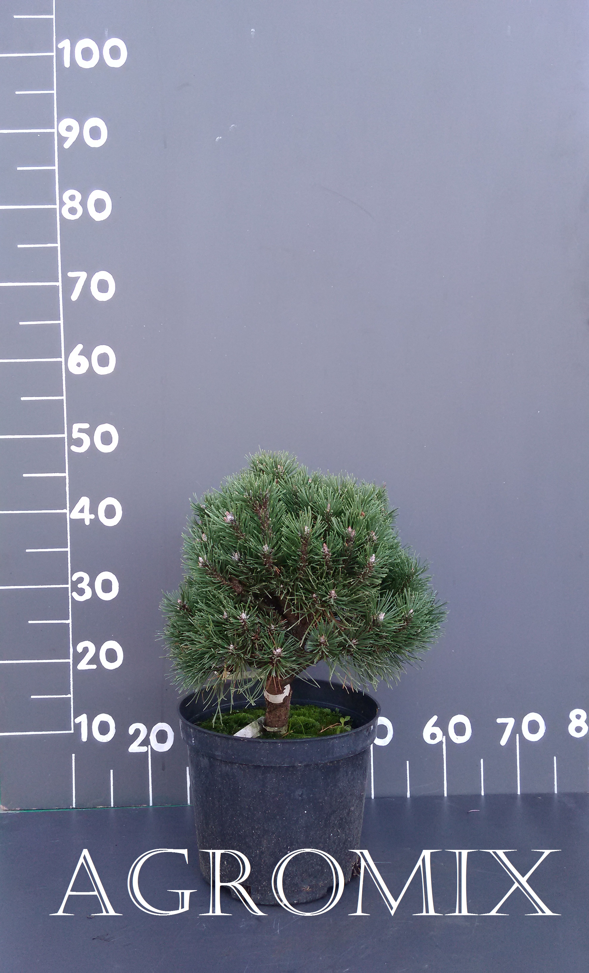 Сосна гірська 'Heideperle' Pinus mugo 'Heideperle'