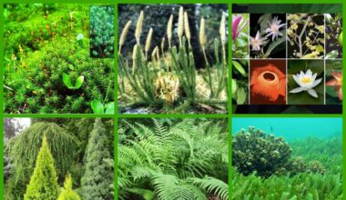 Рослини Рослини