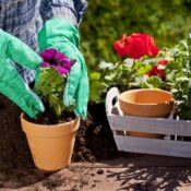 Все для вазонів Все для вазонів